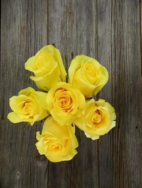 TARA  YELLOW ROSES